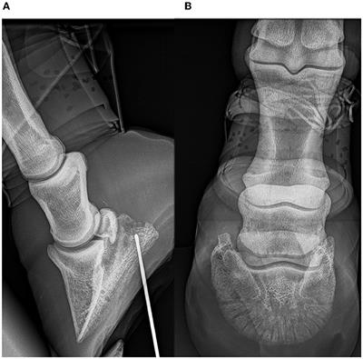 Post-mortem feasibility of dual-energy computed tomography in the detection of bone edema-like lesions in the equine foot: a proof of concept